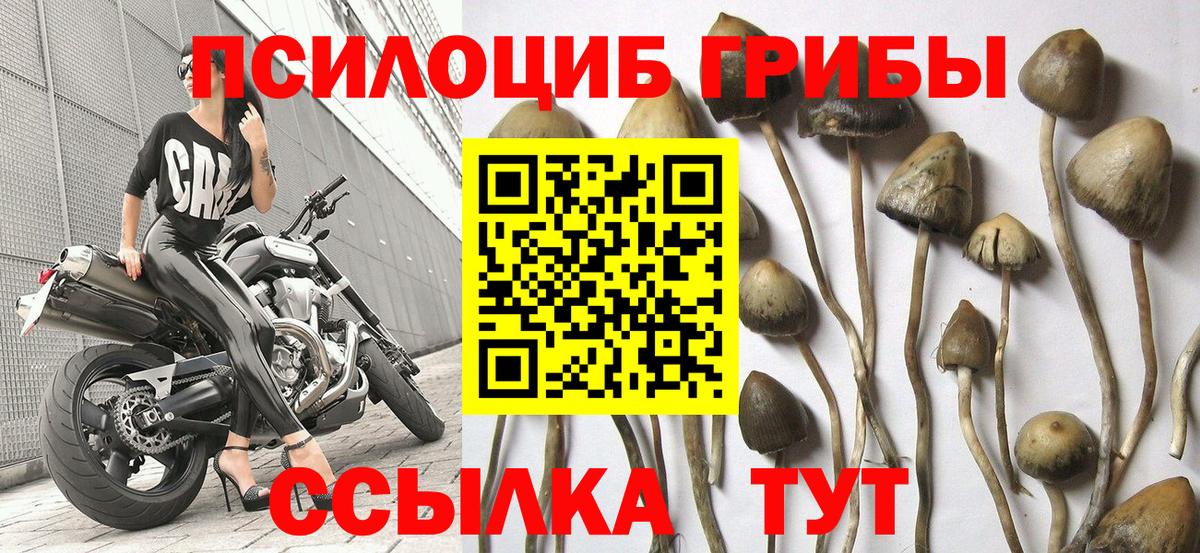 Псилоцибиновые грибы Psilocybine cubensis  Вход с VPN  Кисловодск 